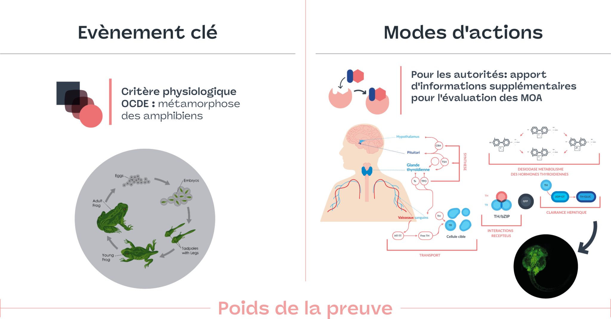 Un schéma illustratif de la méthode Watchfrog